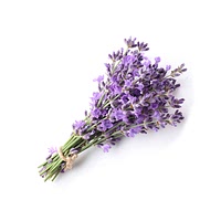 Midnight Bloom